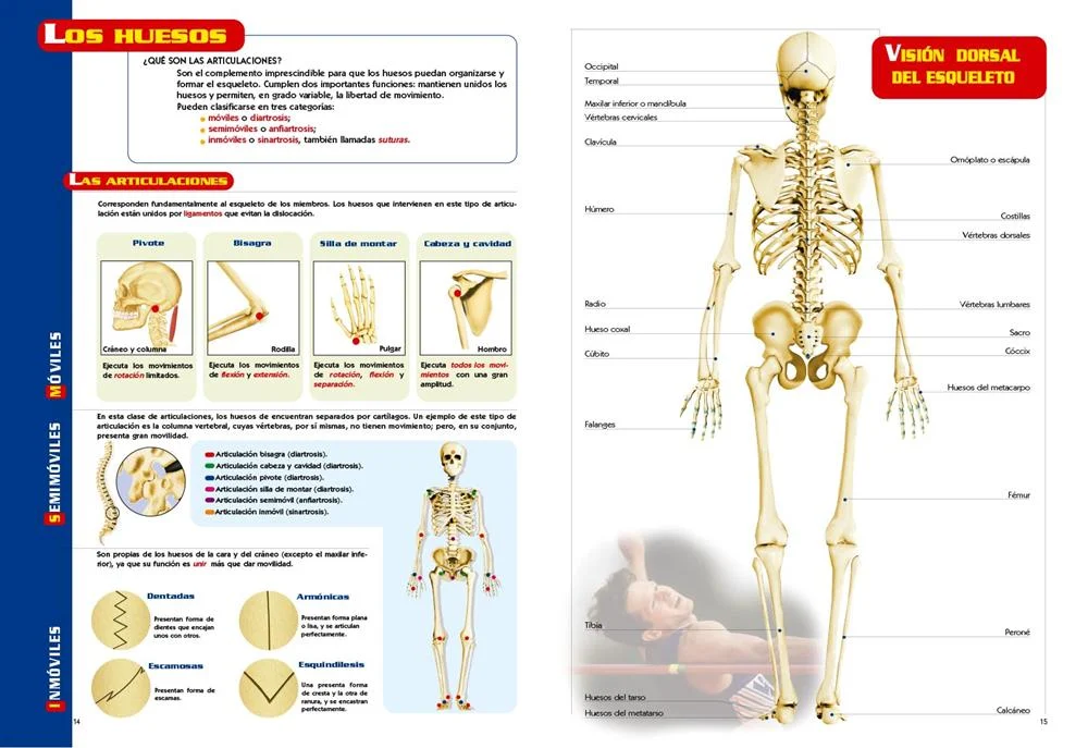 Guía Visual del Cuerpo Humano